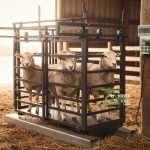 LS4 livestock scale