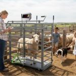 Micro T7E Sheep Scale