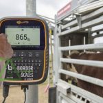 Livestock Scale -Gallagher - TW-3