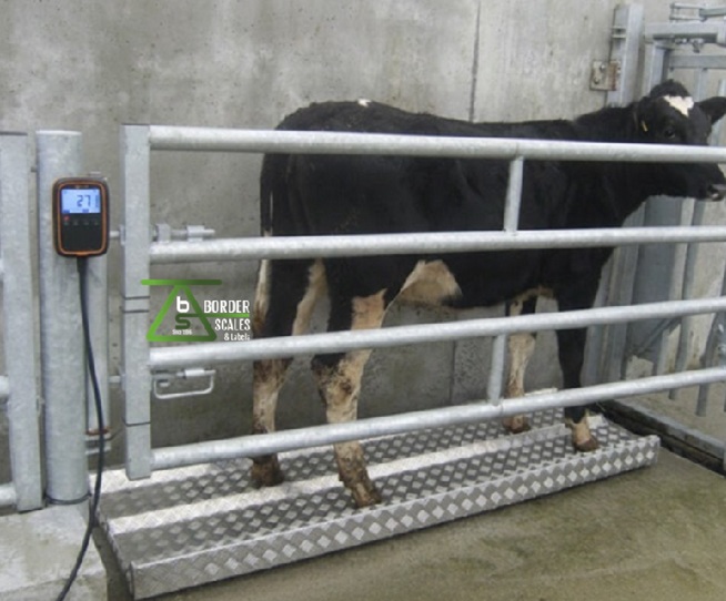 Gallagher w-o Livestock Scale