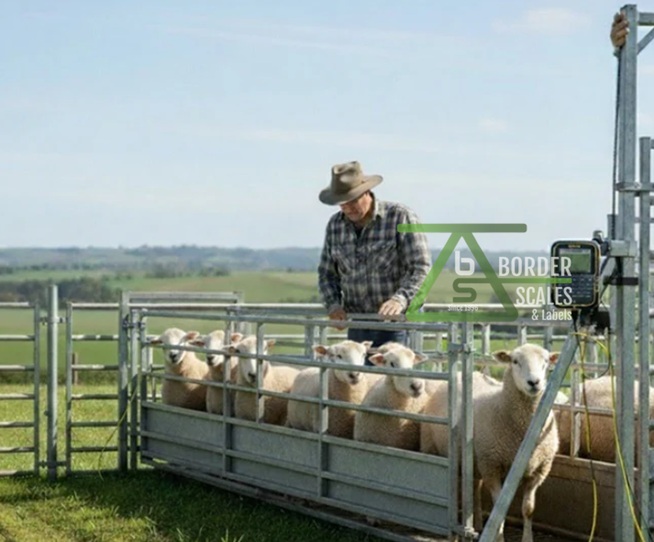 Livestock Scale -Gallagher - TW-5